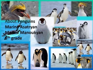 About Penguins
Marine Asatryan
Marine Manoukyan
5th grade
 