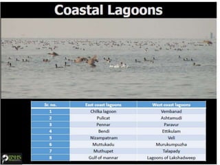 Mathiran Fish Marine biodiversity indian context | PPTX