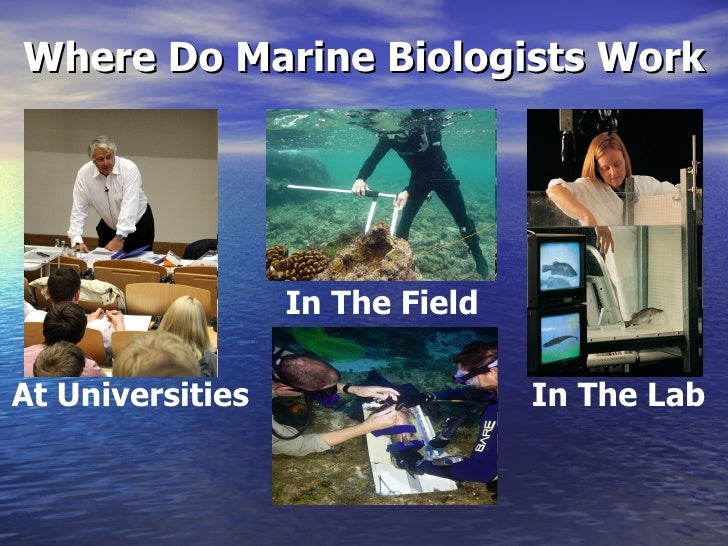 Marine Biologist Without Video Power Point