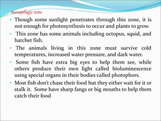 mesopelagic zone
• Though some sunlight penetrates through this zone, it is
not enough for photosynthesis to occur and plants to grow.
• This zone has some animals including octopus, squid, and
hatchet fish.
• The animals living in this zone must survive cold
temperatures, increased water pressure, and dark water.
• Some fish have extra big eyes to help them see, while
others produce their own light called bioluminescence
using special organs in their bodies called photophors.
• Most fish don’t chase their food but they either wait for it or
stalk it. Some have sharp fangs or big mouths to help them
catch their food
 