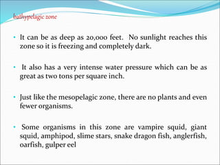 bathypelagic zone
• It can be as deep as 20,000 feet. No sunlight reaches this
zone so it is freezing and completely dark.
• It also has a very intense water pressure which can be as
great as two tons per square inch.
• Just like the mesopelagic zone, there are no plants and even
fewer organisms.
• Some organisms in this zone are vampire squid, giant
squid, amphipod, slime stars, snake dragon fish, anglerfish,
oarfish, gulper eel
 