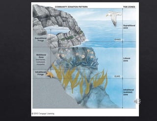 Marine biology |Marine benthos | PPTX