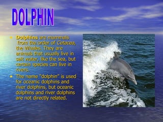 Dolphins  are  mammals  from the  order  of  Cetacea , the  Whales . They are  animals  that usually live in salt water, like the  sea , but certain species can live in  rivers . The name "dolphin" is used for  oceanic dolphins  and  river dolphins , but oceanic dolphins and river dolphins are not directly related. DOLPHIN 