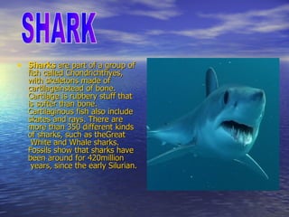 Sharks  are part of a group of  fish  called  Chondrichthyes , with skeletons made of  cartilage instead of  bone . Cartilage is rubbery stuff that is softer than bone. Cartilaginous fish also include skates and rays. There are more than 350 different kinds of sharks, such as the Great  White  and  Whale sharks .   Fossils  show that sharks have been around for 420 million  years, since the early  Silurian .  SHARK 