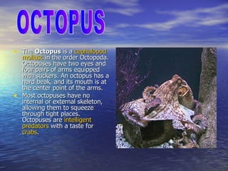 The  Octopus  is a  cephalopod   mollusc  in the order Octopoda. Octopuses have two eyes and four pairs of arms equipped with suckers. An octopus has a hard beak, and its mouth is at the center point of the arms. Most octopuses have no internal or external skeleton, allowing them to squeeze through tight places. Octopuses are  intelligent   predators  with a taste for  crabs . OCTOPUS 