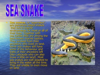 Sea snakes , or "seasnakes", are  poisonous   elapid   snakes  that live in marine environments for most or all of their lives. Together with  sea turtles  they are among the best-known  marine   reptiles . They  evolved  from their ancestors who lived on land. Some sea snakes still have some of the behaviour and traits of their ancestors left (like  Laticauda  who can also move a little on land). Most sea snakes are well adapted to living in the water all the time. They are unable to even move on land.  SEA SNAKE 