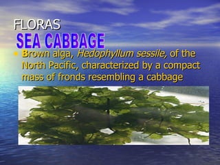 FLORAS B rown alga,  Hedophyllum sessile,  of the North Pacific, characterized by a compact mass of fronds resembling a cabbage  SEA CABBAGE 
