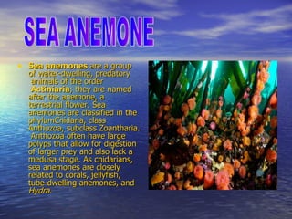 Sea anemones  are a group of water-dwelling,  predatory  animals of the  order   Actiniaria ; they are named after the  anemone , a terrestrial  flower . Sea anemones are classified in the phylum Cnidaria , class Anthozoa, subclass Zoantharia.  Anthozoa often have large  polyps  that allow for digestion of larger prey and also lack a  medusa  stage. As  cnidarians , sea anemones are closely related to  corals ,  jellyfish ,  tube-dwelling anemones , and  Hydra .  SEA ANEMONE 