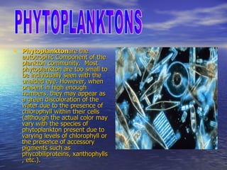 Phytoplankton are the  autotrophic  Component of the  plankton  community.  Most phytoplankton are too small to be individually seen with the  unaided eye . However, when present in high enough numbers, they may appear as a green discoloration of the water due to the presence of  chlorophyll  within their cells (although the actual color may vary with the species of phytoplankton present due to varying levels of chlorophyll or the presence of accessory pigments such as  phycobiliproteins ,  xanthophylls , etc.).  PHYTOPLANKTONS 