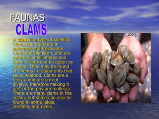 FAUNAS A  clam  is a type of  shellfish . Clams can be found in  saltwater  and  freshwater . Clams eat  plankton , and are eaten by small  sharks  and  squid . Clams can be eaten by people. They may be found on menus in  restaurants  that serve  seafood . Clams are a fairly common form of  bivalve , therefore making it part of the phylum  mollusca . There are many clams in the  ocean , but some can also be found in some lakes, streams, and rivers.  CLAMS 