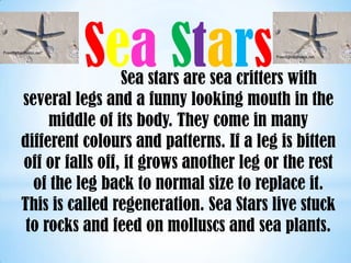 Freedigitalphotos.net


                        Sea Stars                Freedigitalphotos.net




                          Sea stars are sea critters with
         several legs and a funny looking mouth in the
              middle of its body. They come in many
         different colours and patterns. If a leg is bitten
         off or falls off, it grows another leg or the rest
           of the leg back to normal size to replace it.
         This is called regeneration. Sea Stars live stuck
          to rocks and feed on molluscs and sea plants.
 