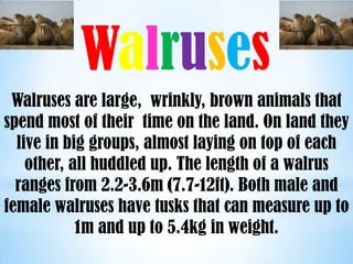 Walruses
Freeimages.co.uk
                                        Freeimages.co.uk




 Walruses are large, wrinkly, brown animals that
spend most of their time on the land. On land they
  live in big groups, almost laying on top of each
    other, all huddled up. The length of a walrus
  ranges from 2.2-3.6m (7.7-12ft). Both male and
female walruses have tusks that can measure up to
            1m and up to 5.4kg in weight.
 