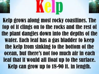 Freeimages.co.uk




                   Kelp                      Freeimages.co.uk




  Kelp grows along most rocky coastlines. The
 top of it clings on to the rocks and the rest of
 the plant dangles down into the depths of the
   water. Each leaf has a gas bladder to keep
   the kelp from sinking to the bottom of the
   ocean, but there’s not too much air in each
  leaf that it would all float up to the surface.
     Kelp can grow up to 18-90 ft. in length.
 