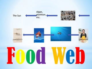 Algae,
The Sun                     plankton,
                            etc.                                     Freedigitalphotos.net




Freedigitalphotos.ne                         Freedigitalphotos.net                           Freedigitalphotos.n
t                      Freedigitalphotos.n                                                   et
                       et




Food Web
 