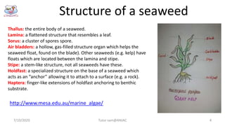 Structure of a seaweed
7/10/2020 Tutor sam@ANJAC 4
http://www.mesa.edu.au/marine_algae/
Thallus: the entire body of a seaw...