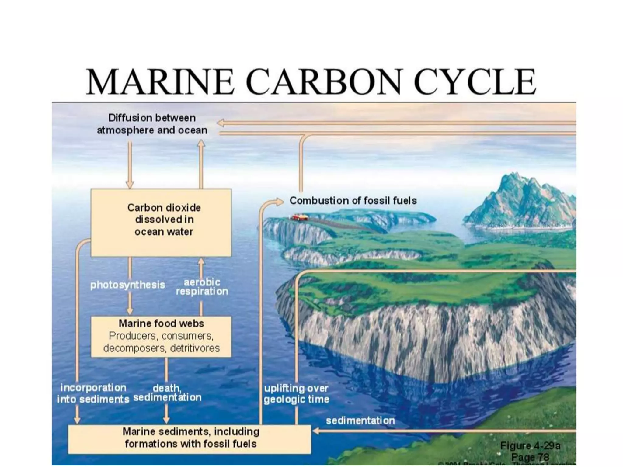 Marine carbon cycle.by masroor | PPTX