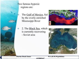 Two famous hypoxic
   regions are:

     The Gulf of Mexico, fed
      by the overly-enriched
      Mississippi River

     2. The Black Sea, which
      is currently recovering
      - Soviet area




Marine Dead Zones               W.A.D.M.Wijethilake   15
                    AS2009167
 