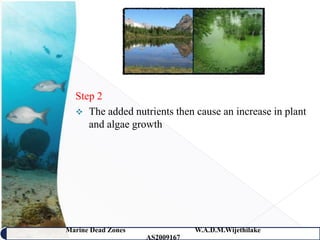 Step 2
   The added nutrients then cause an increase in plant
     and algae growth




Marine Dead Zones               W.A.D.M.Wijethilake   18
                    AS2009167
 