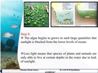 Step 3:
 The algae begins to grows in such large quantities that
sunlight is blocked from the lower levels of ocean.


Less light means that species of plants and animals are
only able to live at certain depths in the water due to lack
of sunlight.

Marine Dead Zones               W.A.D.M.Wijethilake   19
                    AS2009167
 