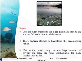 Step 4
   Like all other organisms the algae eventually start to die
     and the fall to the bottom of the ocean.

     There bacteria attempt to breakdown the decomposing
      matter

      But in the process they consume large amounts of
      oxygen and leave the water uninhabitable for many
      species such as fish.
Marine Dead Zones               W.A.D.M.Wijethilake   20
                    AS2009167
 