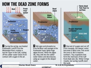 Marine Dead Zones               W.A.D.M.Wijethilake   21
                    AS2009167
 