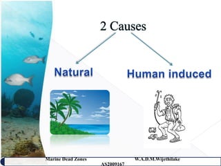 Marine Dead Zones               W.A.D.M.Wijethilake   23
                    AS2009167
 