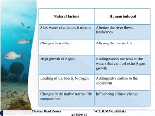 Natural factors                      Human induced

    Slow water circulation & mixing     Altering the river flows,
                                        landscapes

    Changes in weather                  Altering the marine life



    High growth of Algae                Adding excess nutrients to the
                                        waters that can fuel extra Algae
                                        growth

    Loading of Carbon & Nitrogen        Adding extra carbon to the
                                        ecosystem

    Changes in the native marine life   Influencing climate change
    composition


Marine Dead Zones                       W.A.D.M.Wijethilake    24
                       AS2009167
 