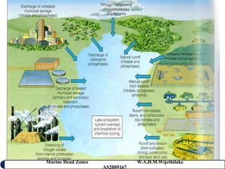 Marine Dead Zones               W.A.D.M.Wijethilake   27
                    AS2009167
 