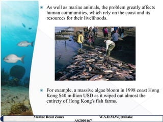    As well as marine animals, the problem greatly affects
       human communities, which rely on the coast and its
       resources for their livelihoods.




      For example, a massive algae bloom in 1998 coast Hong
       Kong $40 million USD as it wiped out almost the
       entirety of Hong Kong's fish farms.


Marine Dead Zones                W.A.D.M.Wijethilake   33
                    AS2009167
 