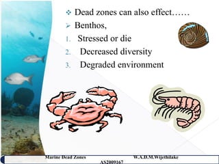     Dead zones can also effect……
            Benthos,
        1.    Stressed or die
        2.    Decreased diversity
        3.    Degraded environment




Marine Dead Zones               W.A.D.M.Wijethilake   34
                    AS2009167
 
