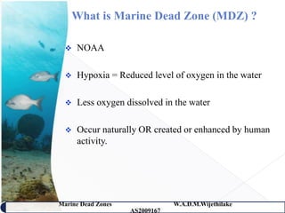 What is Marine Dead Zone (MDZ) ?

     NOAA

     Hypoxia = Reduced level of oxygen in the water

     Less oxygen dissolved in the water

     Occur naturally OR created or enhanced by human
      activity.




Marine Dead Zones               W.A.D.M.Wijethilake   4
                    AS2009167
 