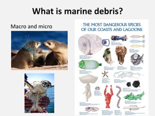 What is marine debris?
Macro and micro
 