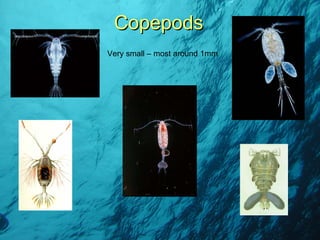 Copepods Very small – most around 1mm 