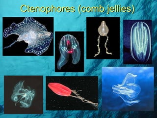 Ctenophores (comb jellies) 