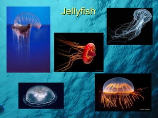 Jellyfish 