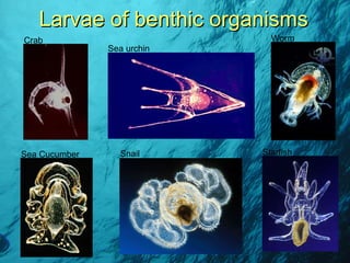 Larvae of benthic organisms Crab Sea Cucumber Sea urchin Snail Worm Starfish 