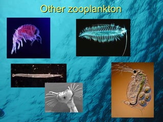 Other zooplankton 
