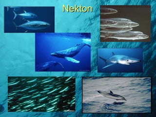 Nekton 