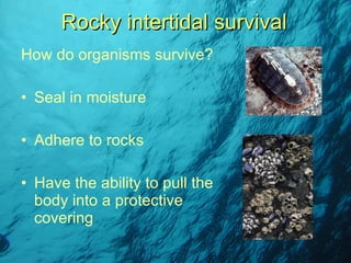 How do organisms survive? Seal in moisture Adhere to rocks Have the ability to pull the body into a protective covering Rocky intertidal survival 