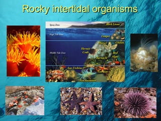 Rocky intertidal organisms 