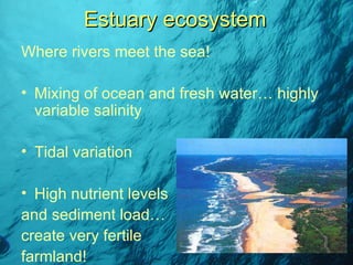 Estuary ecosystem Where rivers meet the sea! Mixing of ocean and fresh water… highly variable salinity Tidal variation High nutrient levels  and sediment load… create very fertile farmland!  