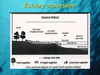 Estuary ecosystem 