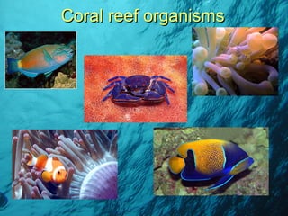 Coral reef organisms 