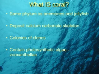 Same phylum as anemones and jellyfish Deposit calcium carbonate skeleton Colonies of clones Contain photosynthetic algae - zooxanthellae What IS coral? 