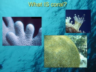 What IS coral? 