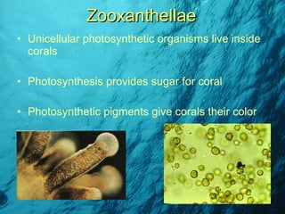Unicellular photosynthetic organisms live inside corals Photosynthesis provides sugar for coral Photosynthetic pigments give corals their color Zooxanthellae 