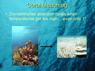 Zooxanthellae abandon corals when temperatures get too high… even only 1 ° Coral bleaching 