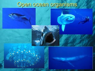 Open ocean organisms 