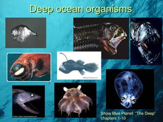 Deep ocean organisms Show Blue Planet: “The Deep” chapters 1-10 