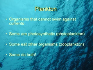 Organisms that cannot swim against currents Some are photosynthetic (phytoplankton) Some eat other organisms (zooplankton) Some do both! Plankton 